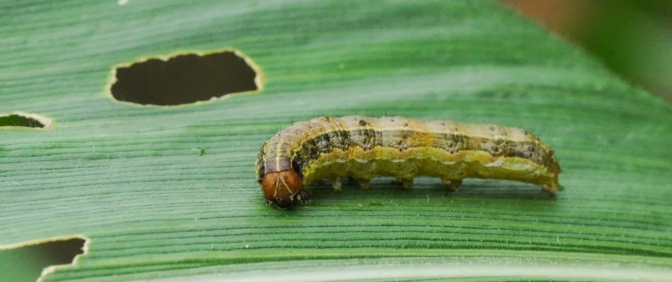 Armyworm chewing on a grass blade in New Braunfels, TX.