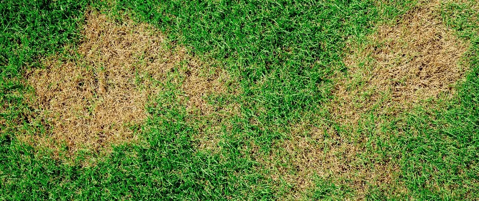 Brown patch disease on a lawn in New Braunfels, TX.