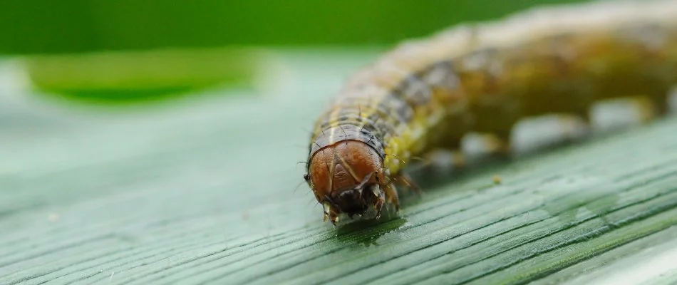 Closeup of an armyworm on the surface of a grass blade in New Braunfels, TX.