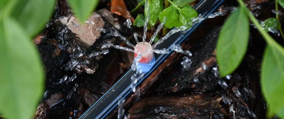 Drip irrigation emitter on a landscape bed in Texas.