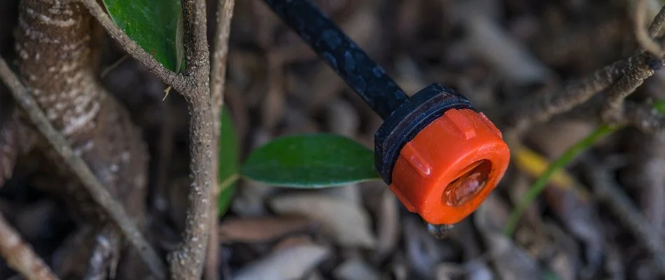 Emitter of a drip irrigation system in New Braunfels, TX.