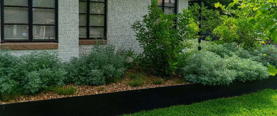 Green plants and rocks in a front landscape bed in Spring Branch, TX.