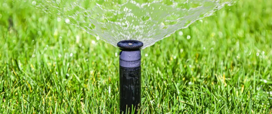 Grass in New Braunfels, TX, with irrigation sprinkler head.