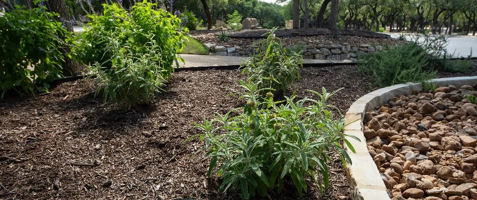Weed-free landscape bed on a property in New Braunfels, TX.