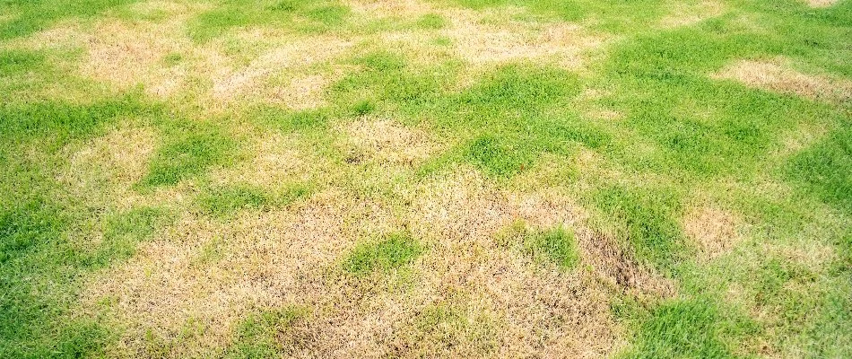 Lawn in New Braunfels, TX, with brown patch disease.
