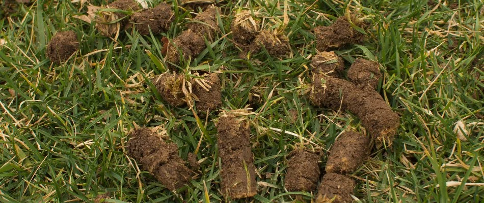 Plugs of soil on grass in New Braunfels, TX, after aeration.