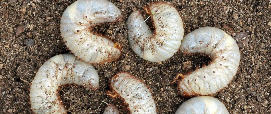 Soil in New Braunfels, TX, with several white grubs.