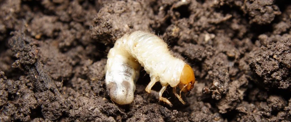 Soil in New Braunfels, TX, with a white grub.