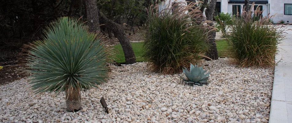 Xeriscape in Texas with gravel and drought-tolerant plants.