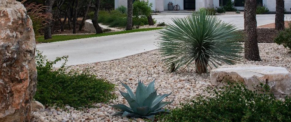 Gravel and drought-tolerant plants on a xeriscape in New Braunfels, TX.