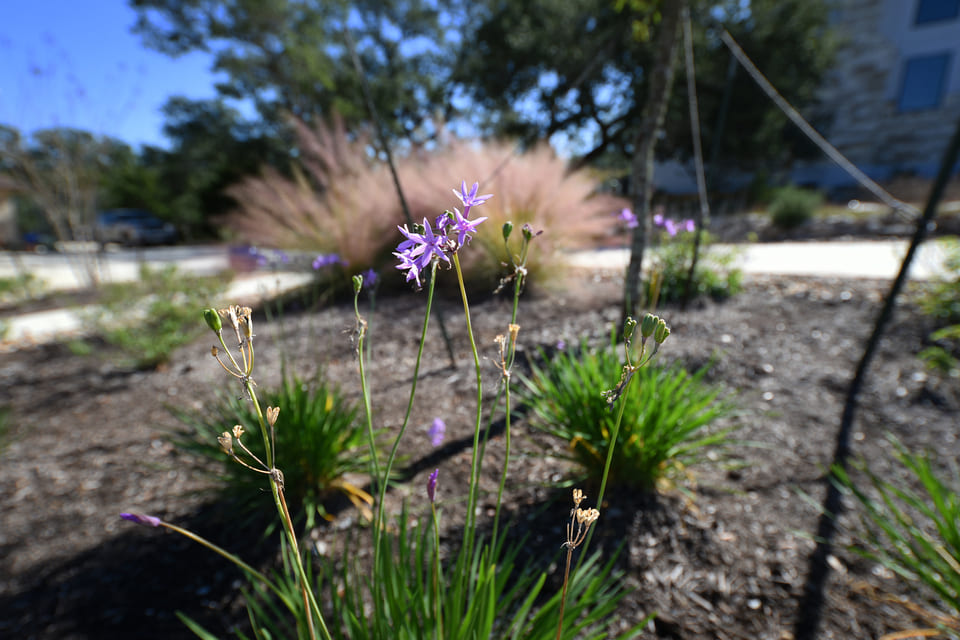 Xeriscaping Service
